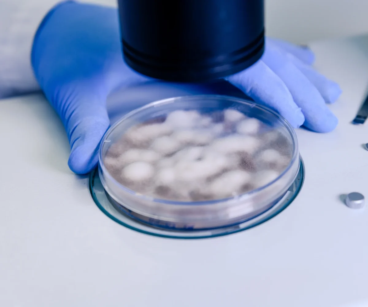 laboratory-worker-examining-substance-petri-dish-while-conducting-coronavirus-research